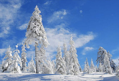 Seattle Executives Ski Day