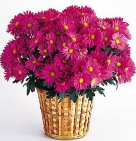 Acacia Florist November Special
