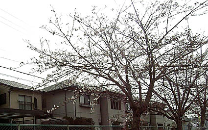 近所の公園