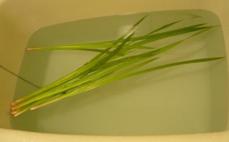 こどもの日に菖蒲湯
