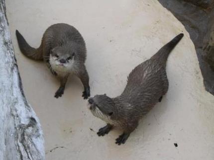 ふれあい広場みたいなとこれでカ...
