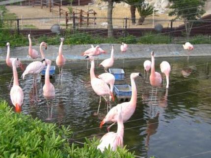 フラミンゴもペリカンも丹頂鶴も...