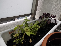 並べて植えました。