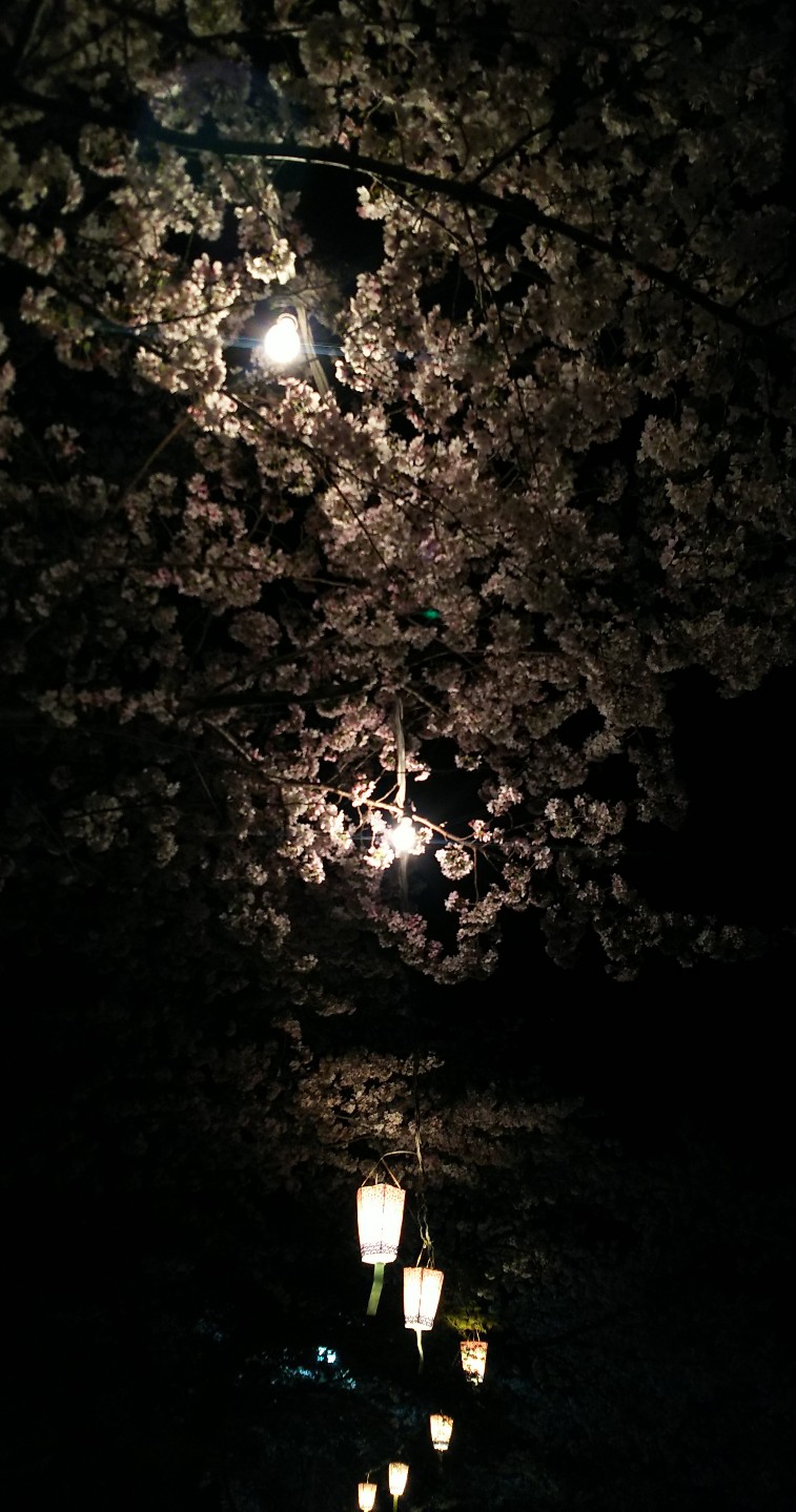 今更なんですけどね 夜桜