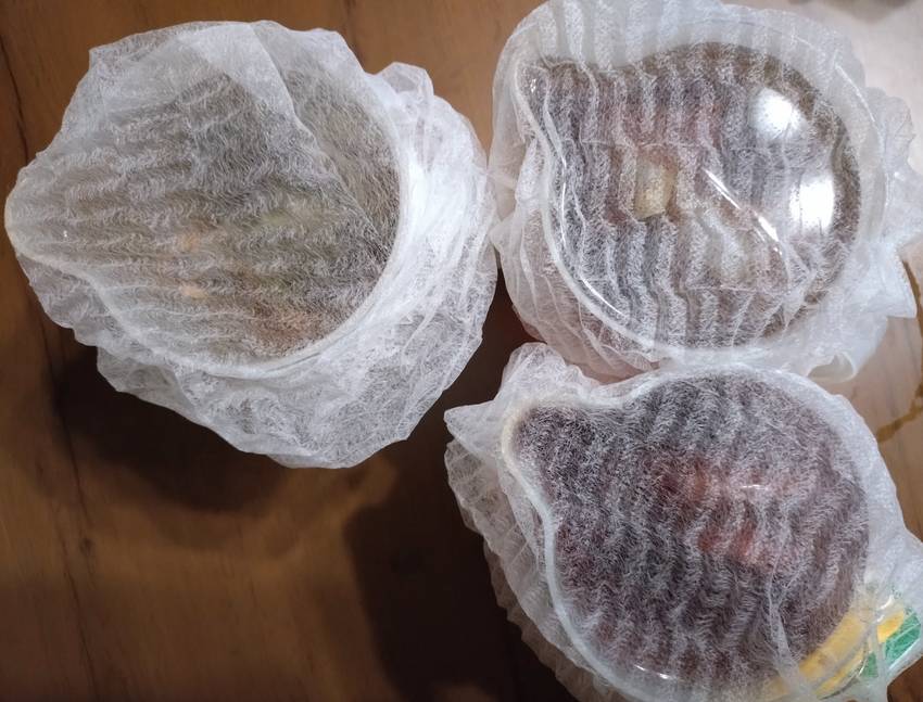 何か小さい虫が家の中居たので ...