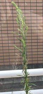 ？？何か居る