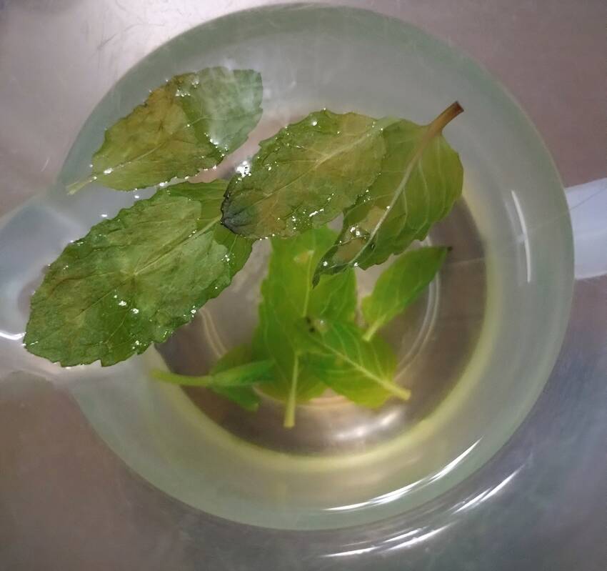 ただミントにお湯注いだだけ