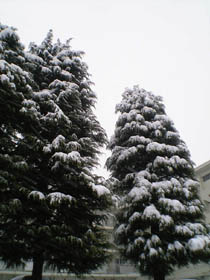 ホント大雪でしたね。