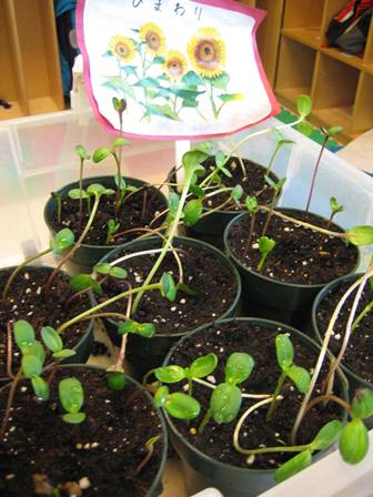 Growing and Observing in the ...