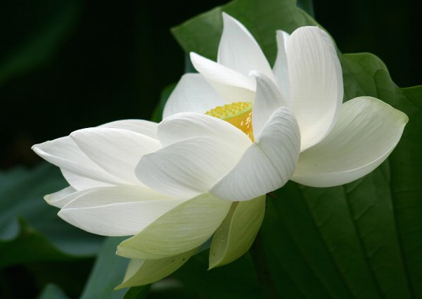 白蓮