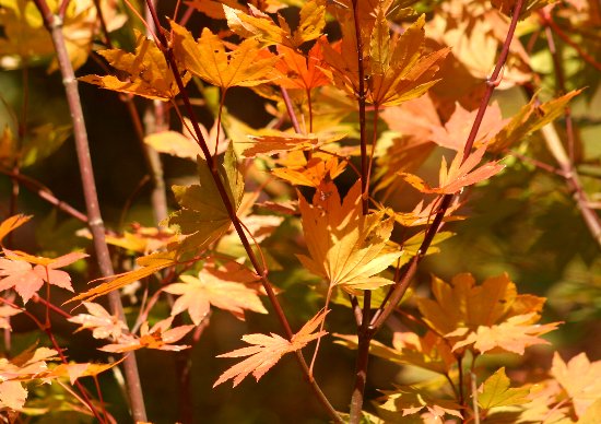 紅葉
