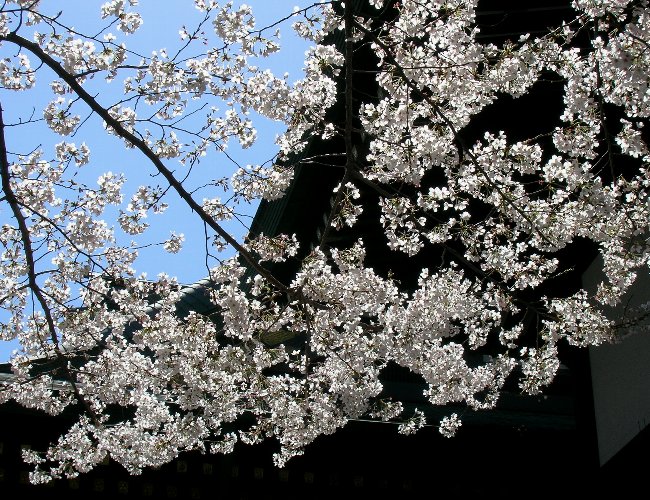 桜
