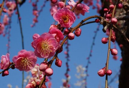 枝垂れ梅はまだ咲き始めの頃でし...