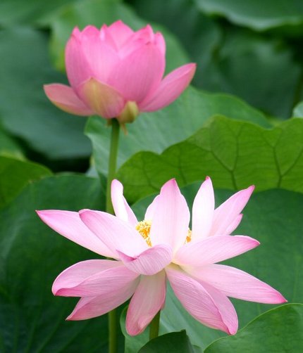 蓮の花は4日目に散るそうです。...