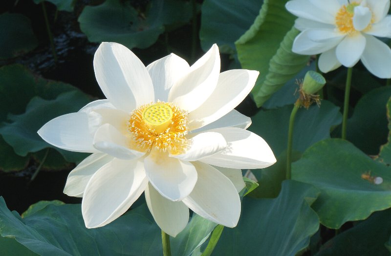 7月20日　鎌倉鶴岡八幡宮にて