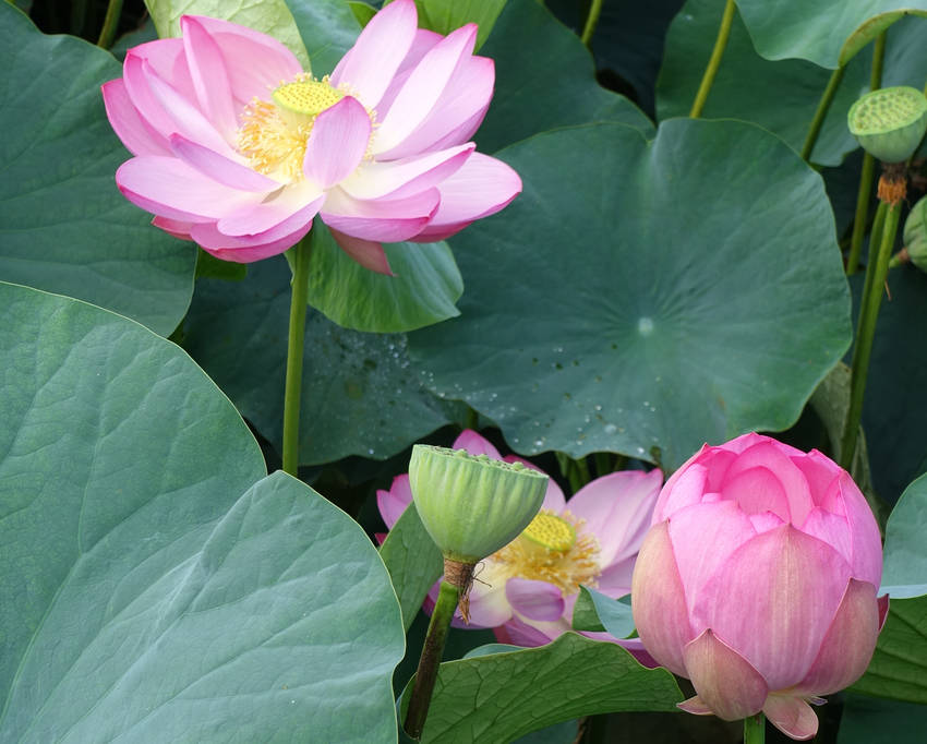 開花始め、終わり頃、そして花托...