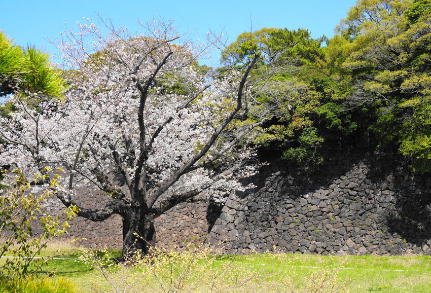 石垣をバックにして　　染井吉野