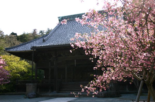 花海棠