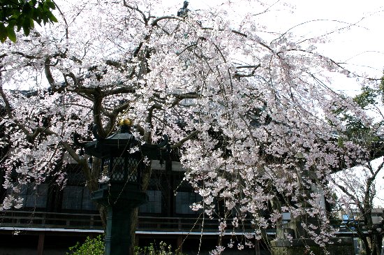 枝垂桜