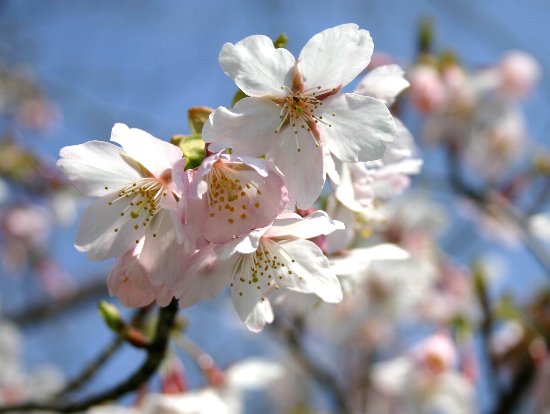 桜