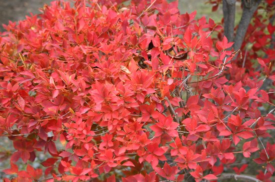 【イベント紅葉】ドウダンツツジ