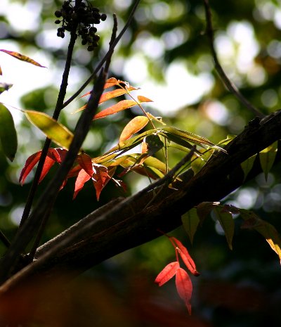 【イベント紅葉】紅葉＆黄葉