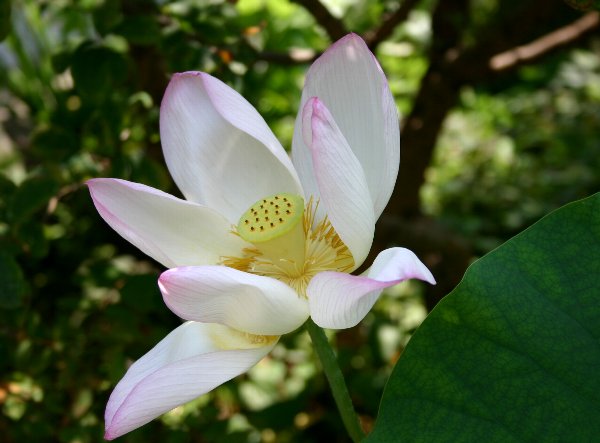 行く夏を惜しんで、、、夏の花。