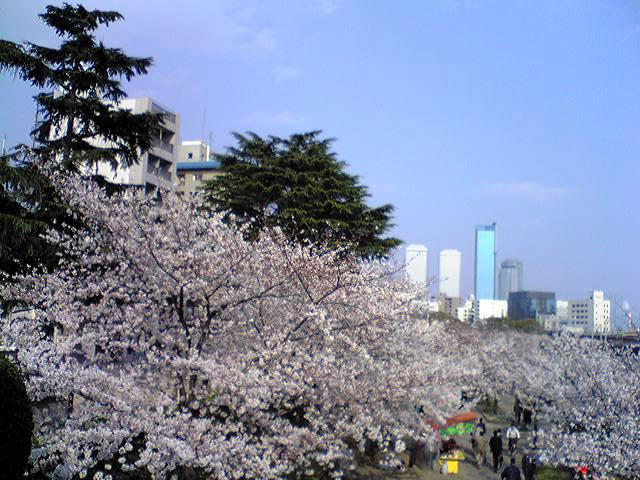 桜の頃