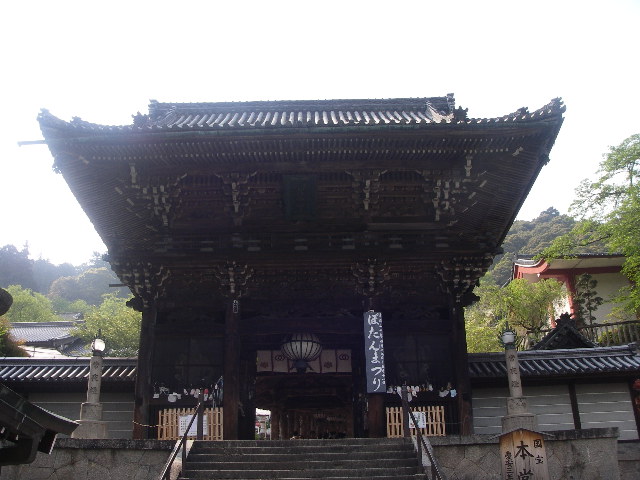 長谷寺ぼたん祭りは5/11まで