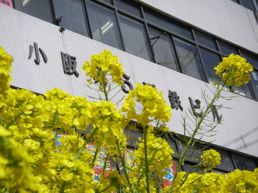 司馬遼太郎の菜の花