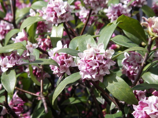 沈丁花