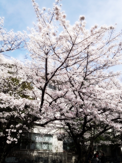 大学の桜です。