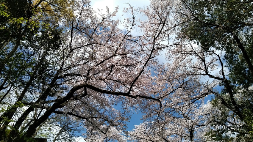 昨日の大阪城公園内の桜。中国の...