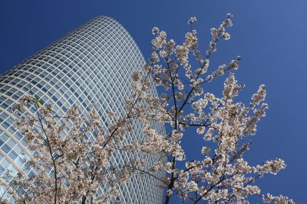 今年の桜は