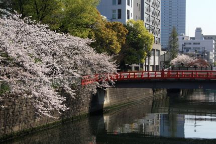 もう少し桜を...