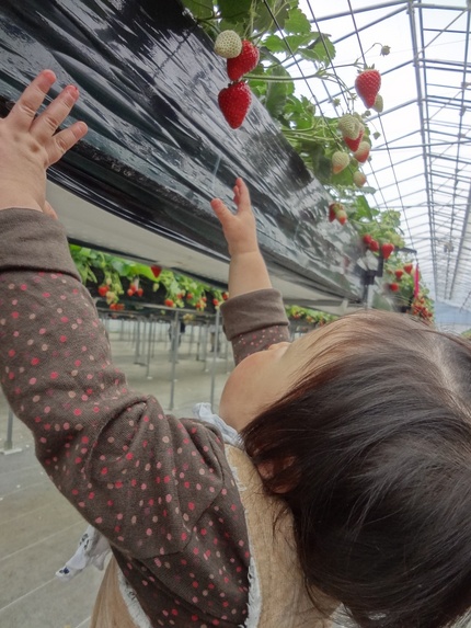 いちご狩り、１歳が無料なわけ