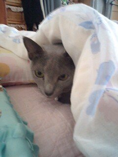 今朝は冷えた((+_+))