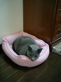 粗相