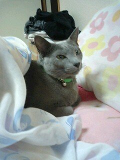 あっちがだめなら・・・・こっち