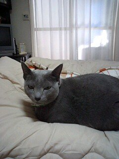 ねぇ〜こはこたつで♪