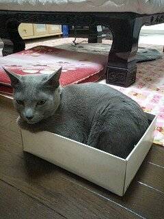 案の定・・・