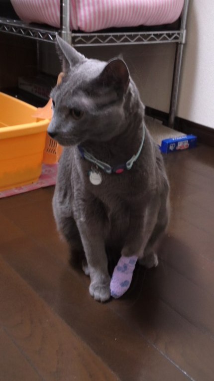 しばしの我慢ぞぇ