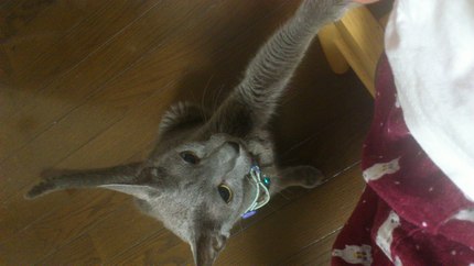 下がらぬ血糖値
