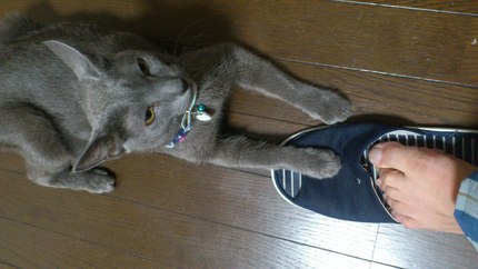 爪とぎ