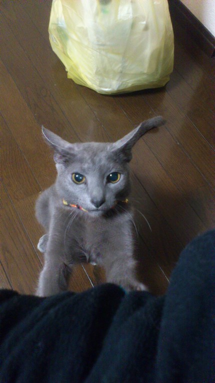 (=^・・^=)＼('_') ...