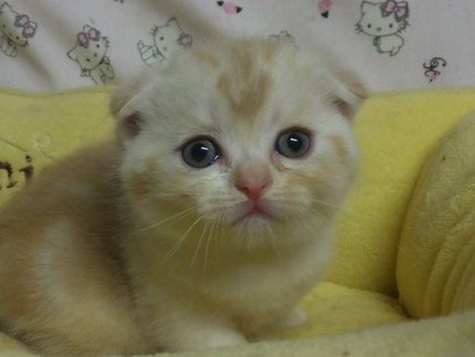 どこから来たんや！！