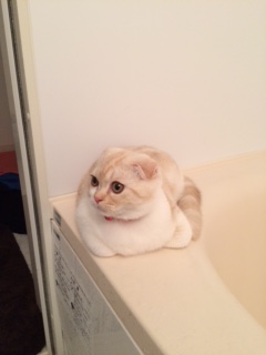 風呂にまでついてくるとは・・・