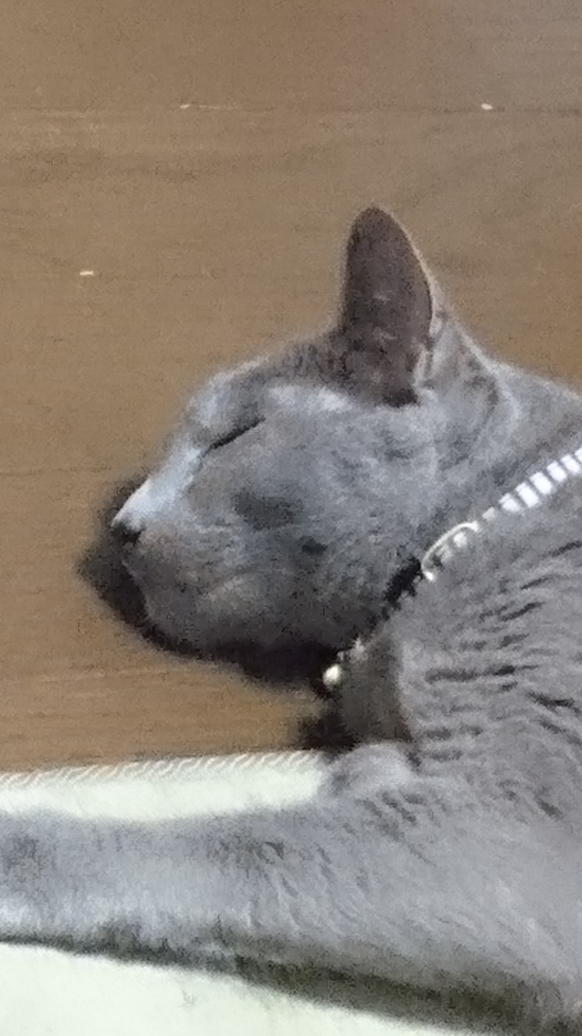 お昼寝ルイ♪