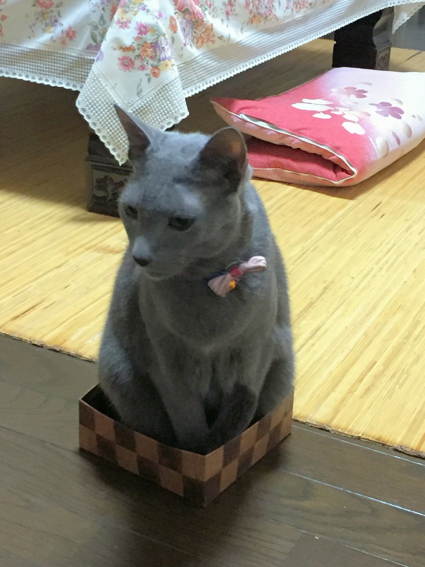 お菓子の箱