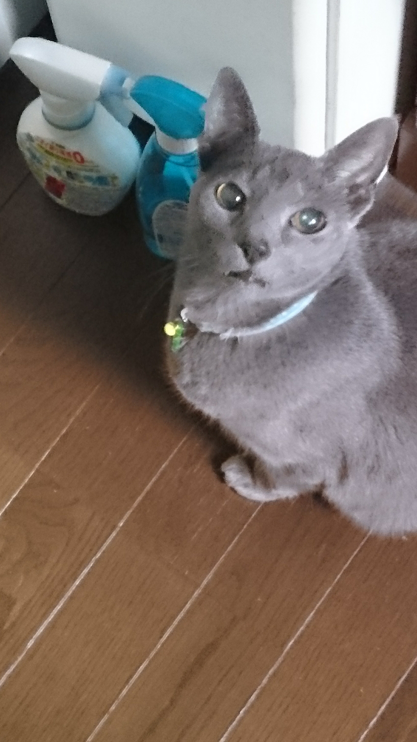 催促♪